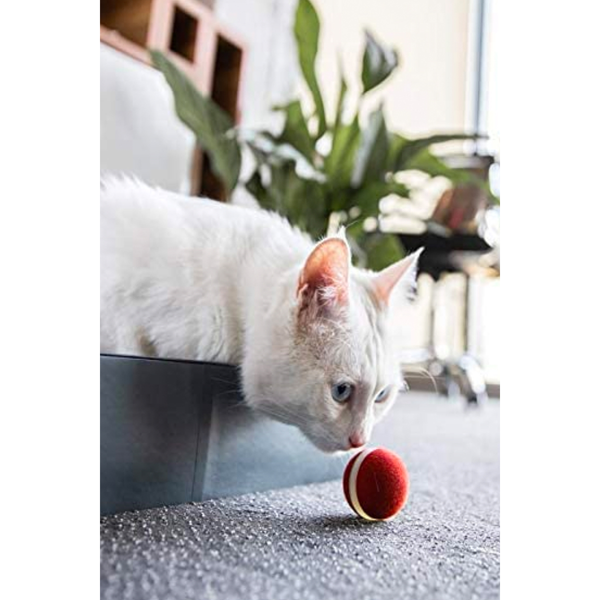 Smart Pet Products for Playing Cat Balls